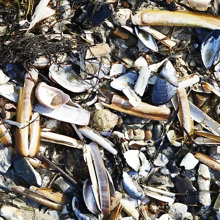 אכסניה Danhostel